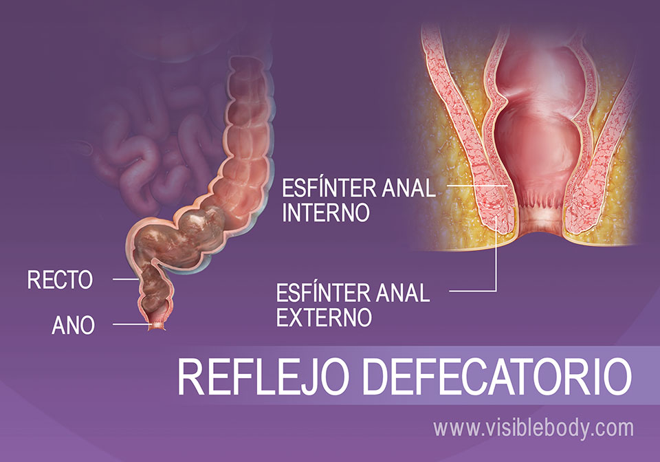 Excreción de desechos del cuerpo humano