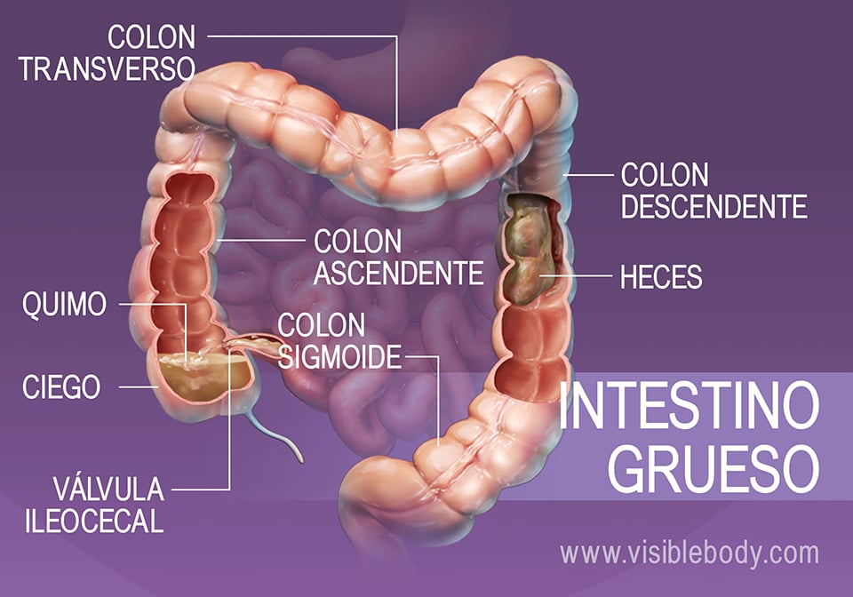 Alimentos y agua que se desplazan por el intestino grueso