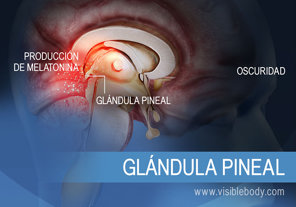 Diagrama de la glándula pineal que muestra cómo produce melatonina