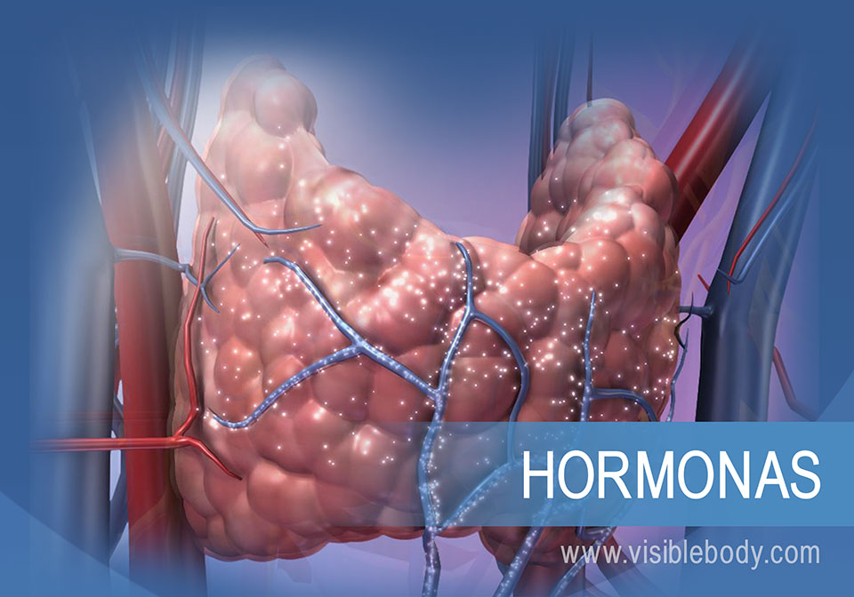 Cómo regula el sistema endocrino las funciones del cuerpo