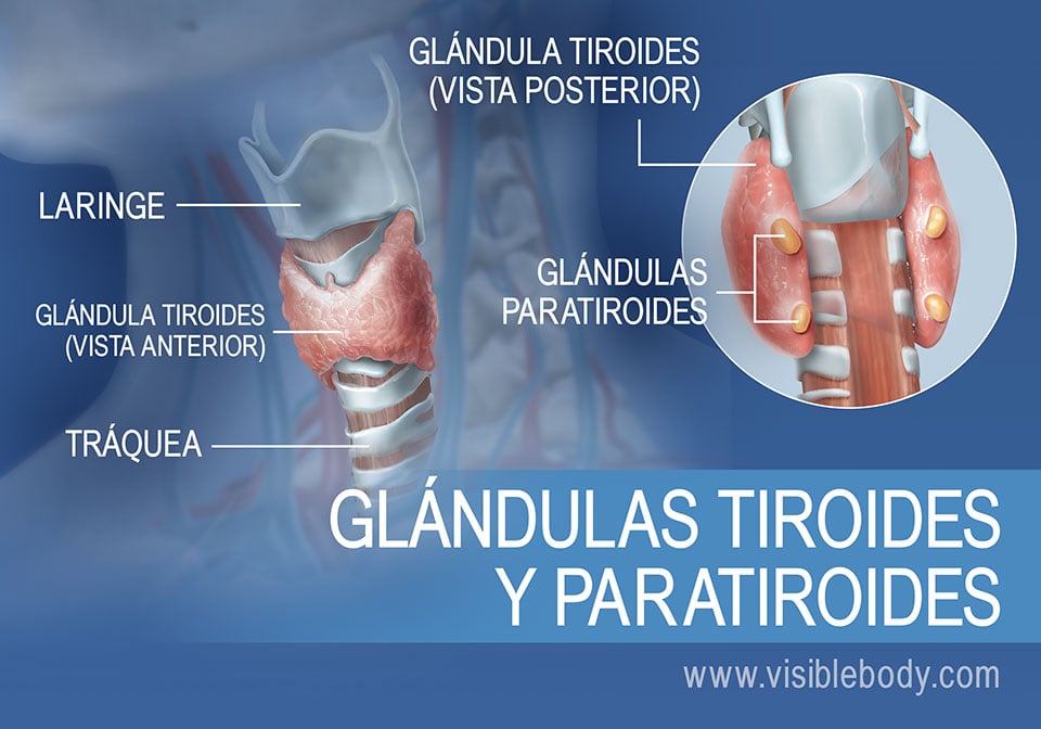 Vistas anterior y posterior de las glándulas tiroides y paratiroides, con la laringe y la tráquea