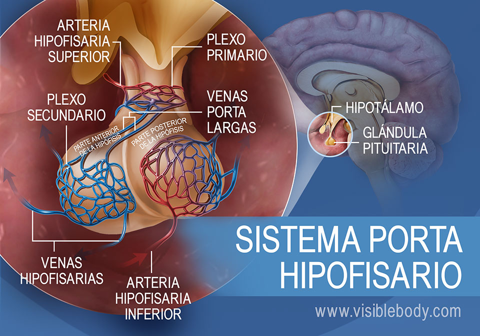 Diagrama del sistema porta hipofisario de la glándula pituitaria, incluidas las venas hipofisarias y las arterias hipofisarias superior e inferior