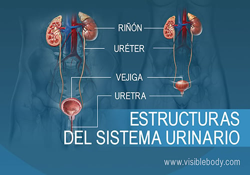 Comparación del sistema urinario masculino y femenino