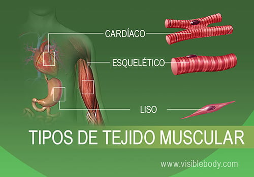 Músculo cardíaco, esquelético y liso en el cuerpo humano