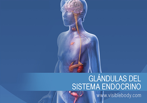 Glándulas endocrinas y cómo funcionan