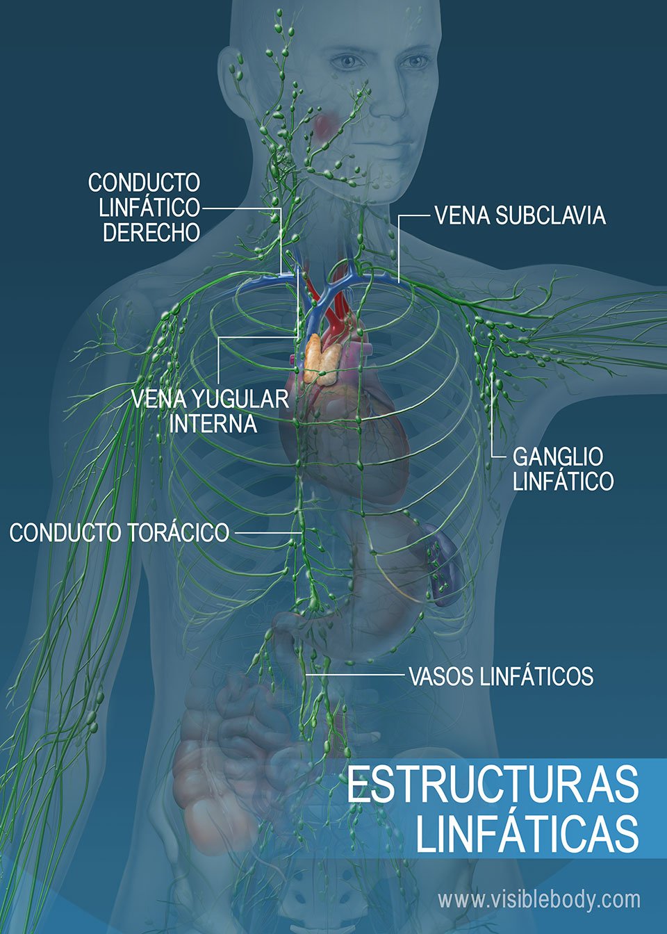 Red de vasos linfáticos en el torso y los brazos. Las estructuras principales incluyen el conducto torácico, el conducto linfático derecho y los vasos linfáticos.