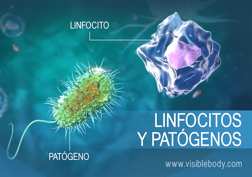 Los linfocitos defienden contra los agentes patógenos en el cuerpo humano