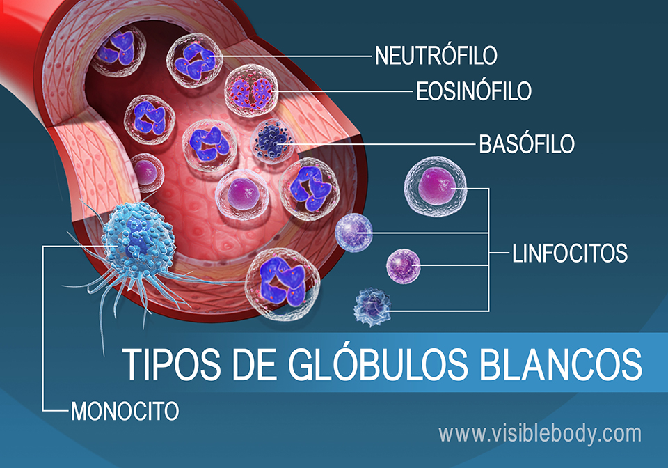 Los diferentes tipos de glóbulos blancos del torrente sanguíneo