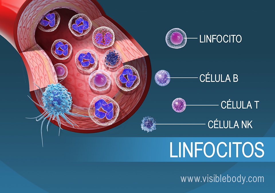 Detalles sobre los diferentes tipos de linfocitos
