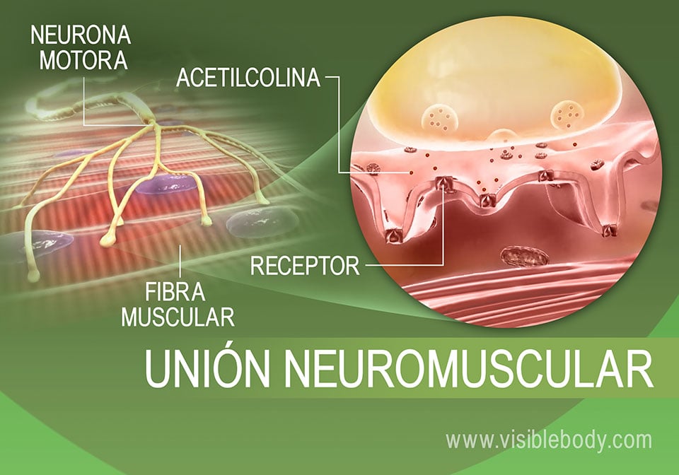 1-Unión neuromuscular