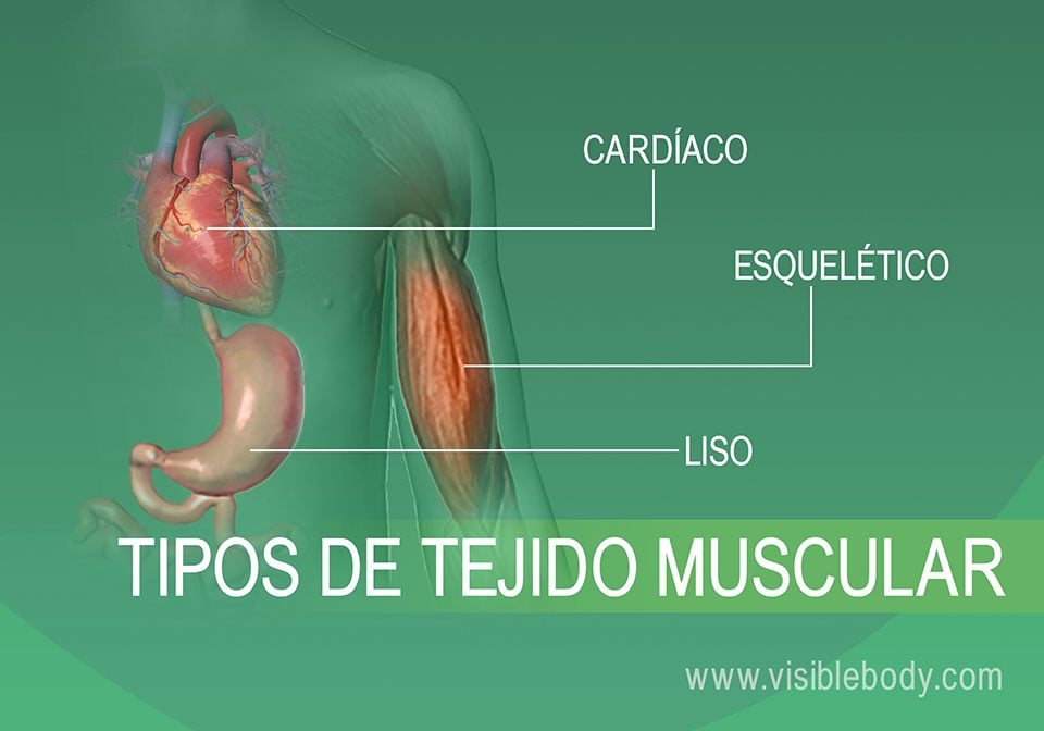 2B-Tipos de tejido muscular