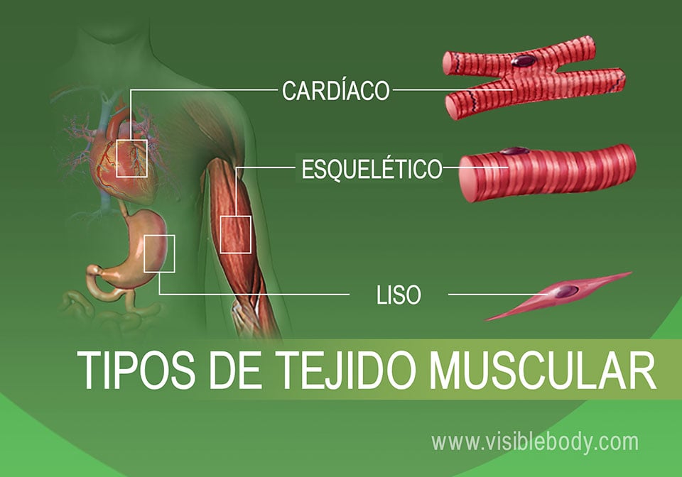 Músculo cardíaco, esquelético y liso en el cuerpo humano