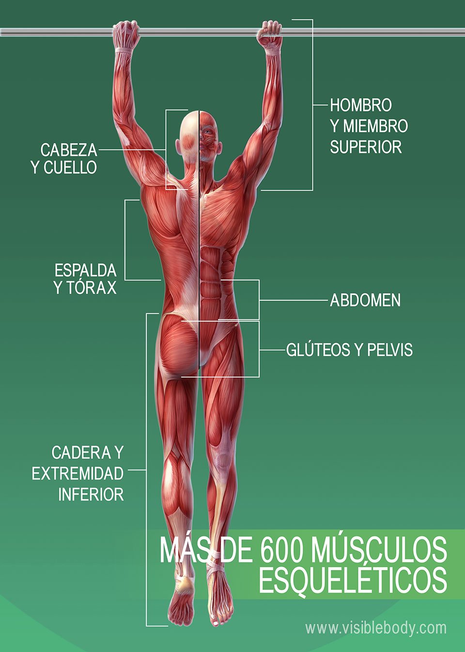 Músculos del cuerpo humano; más de 600 músculos esqueléticos