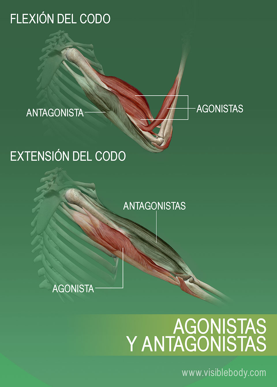 Agonistas, antagonistas y sinérgicos de los músculos