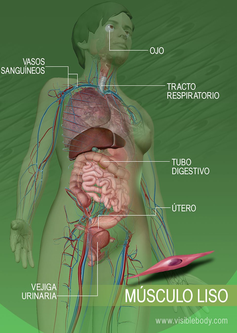 Tejido muscular liso en todo el cuerpo