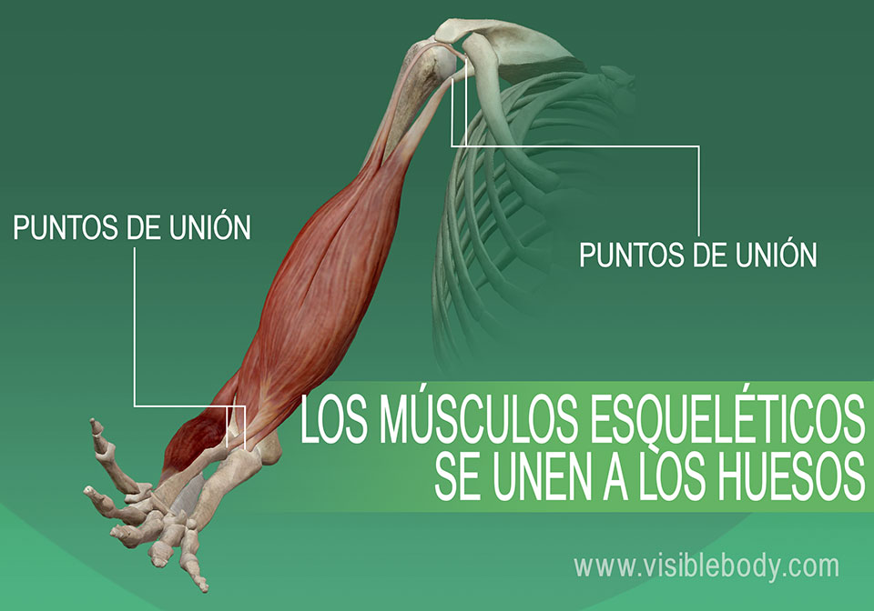 5B-Los músculos esqueléticos se unen a los huesos