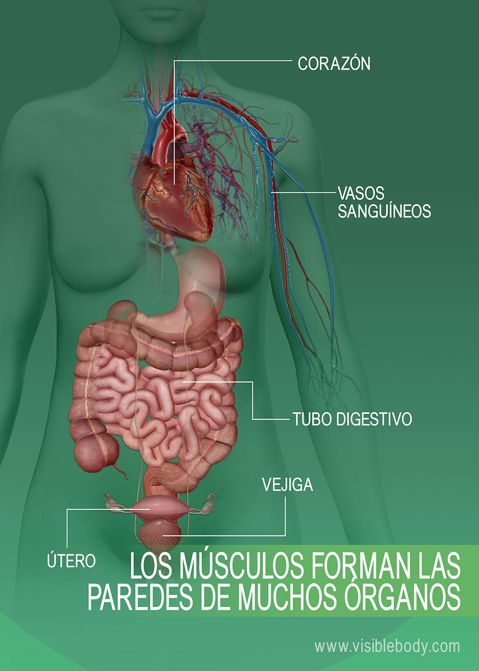 6C-Las paredes de muchos órganos están formadas por músculos