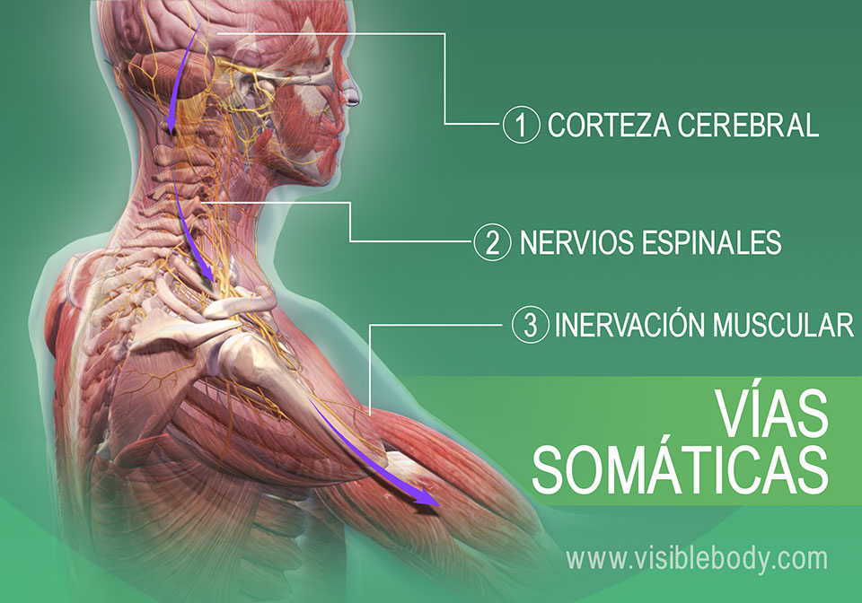 Vías somáticas de la inervación muscular