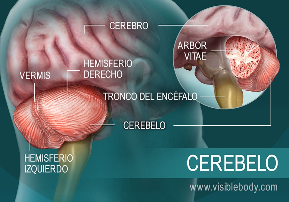 Diagrama de las partes del cerebelo