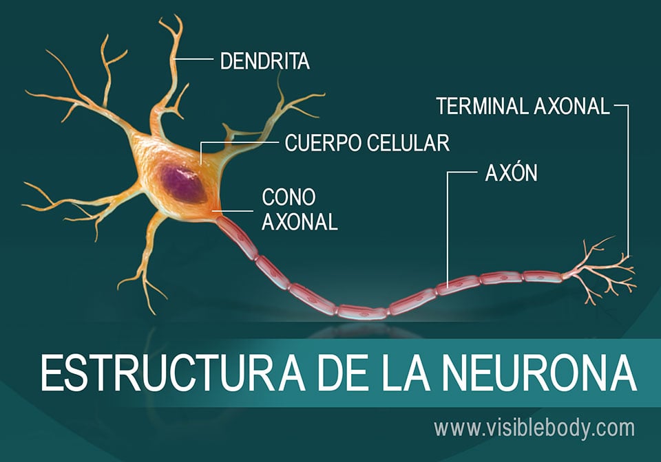 Diagrama de la estructura de una neurona