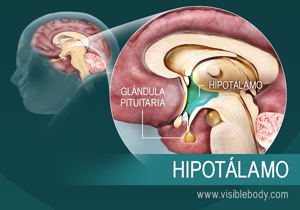 El hipotálamo y su ubicación en el encéfalo