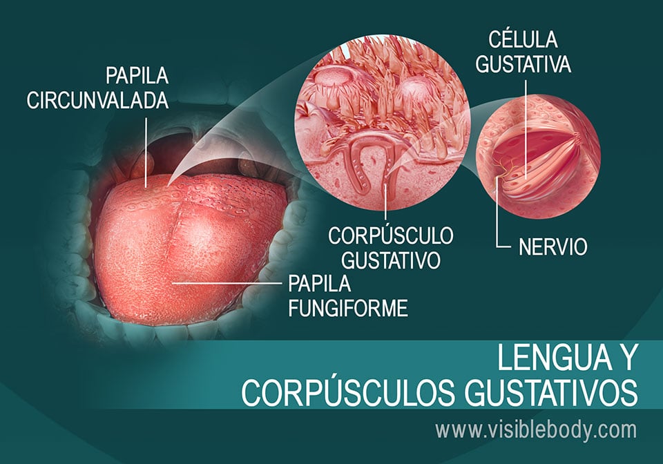 Diagrama de la lengua y de los corpúsculos gustativos