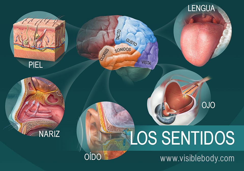 Diagrama de los cinco sentidos