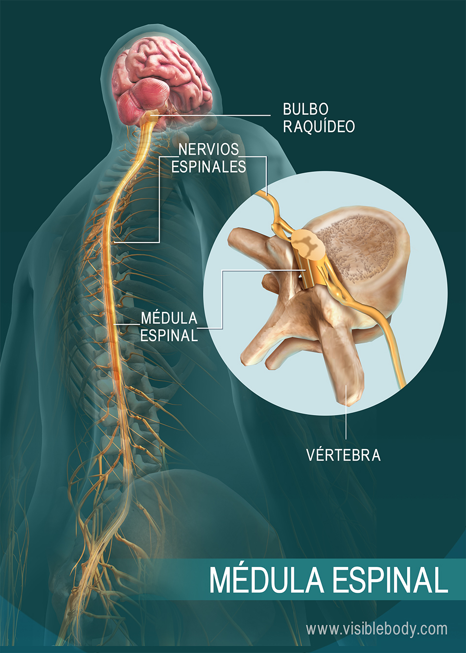 Estructura de la médula espinal