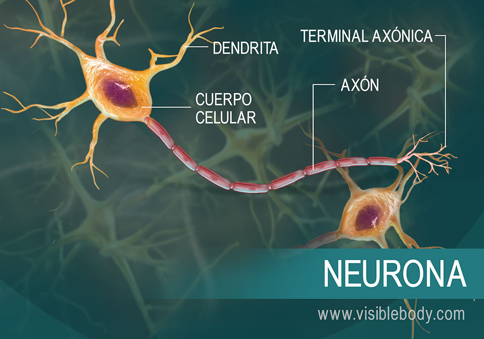 Diagrama de una neurona y sus partes