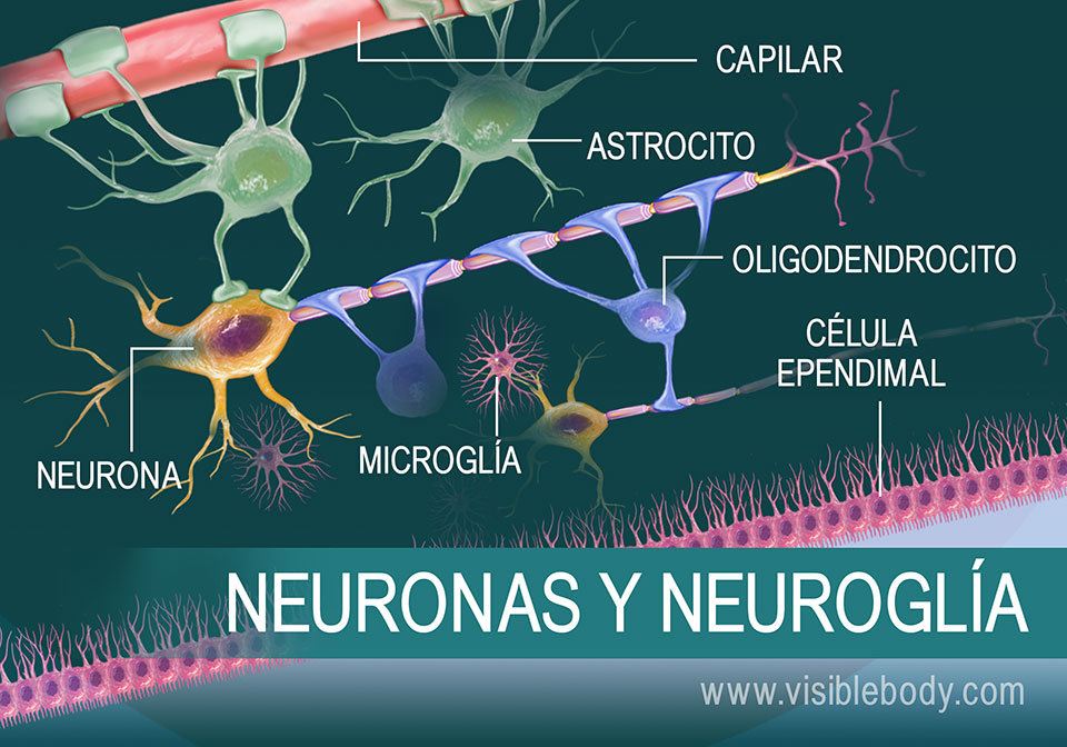 Diagrama de una neurona y algunos tipos de neuroglía