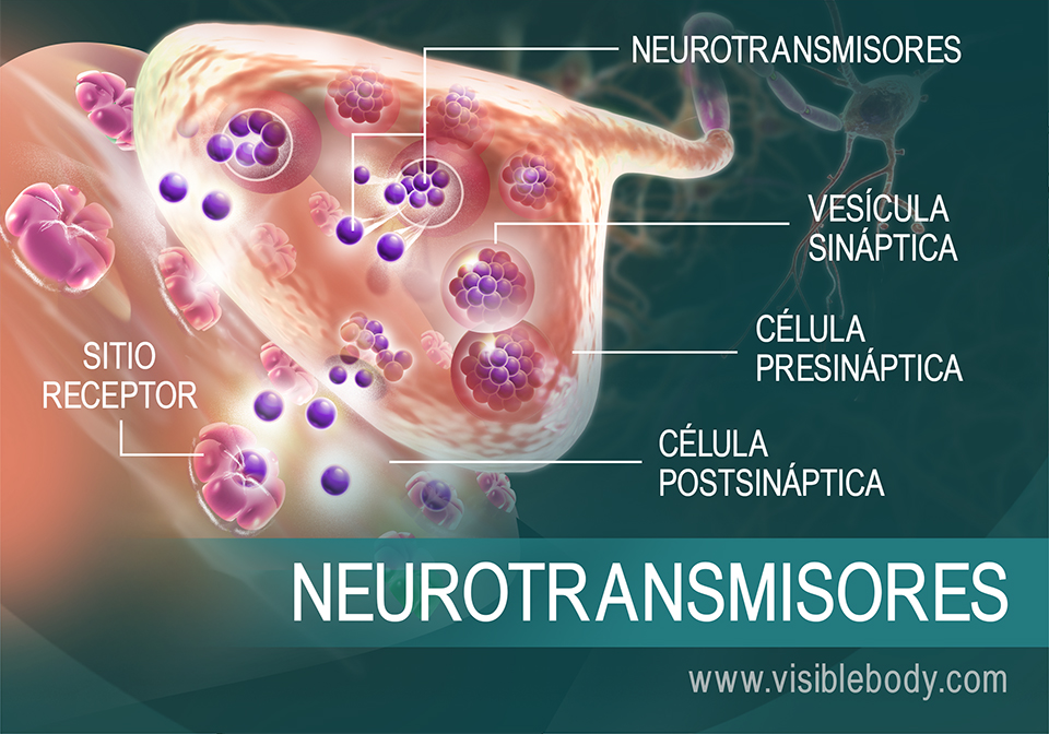 Reseña general de cómo los neurotransmisores se desplazan entre las sinapsis