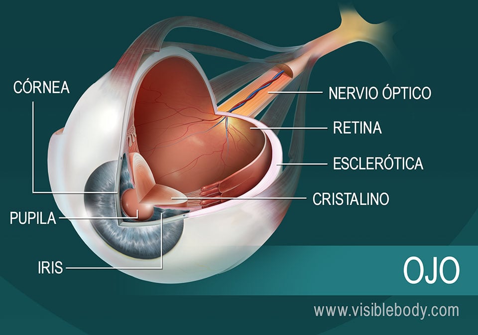 Diagrama en corte transversal del ojo