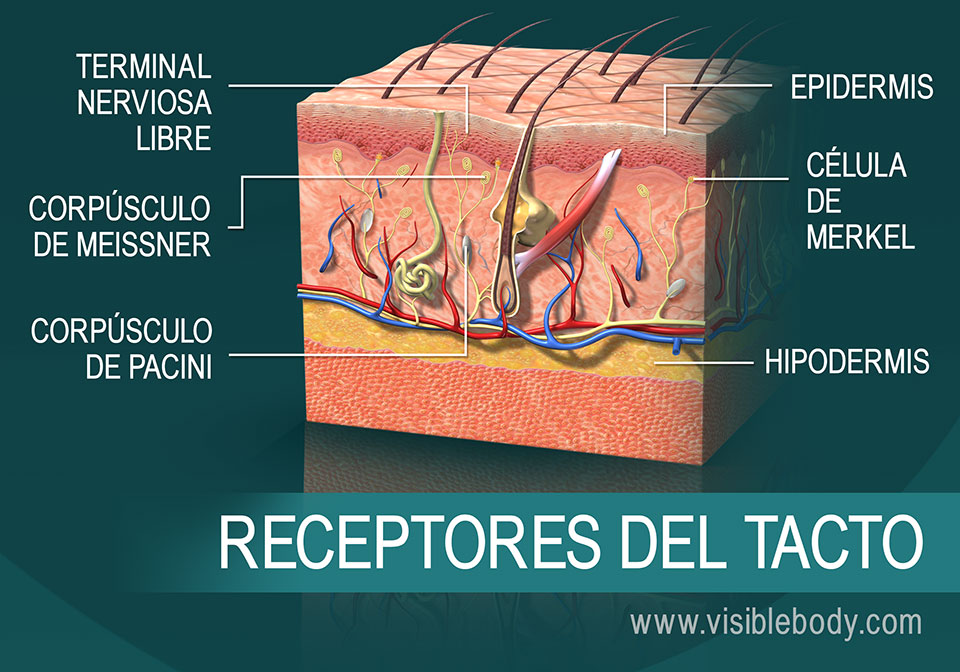 Los Cinco Sentidos Del Cuerpo Humano Mind Map