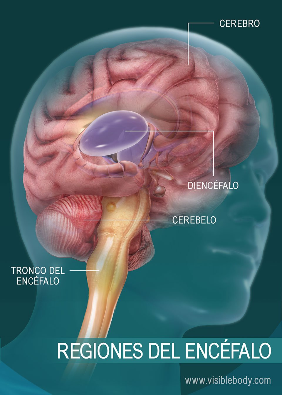 Diagrama de las regiones del encéfalo