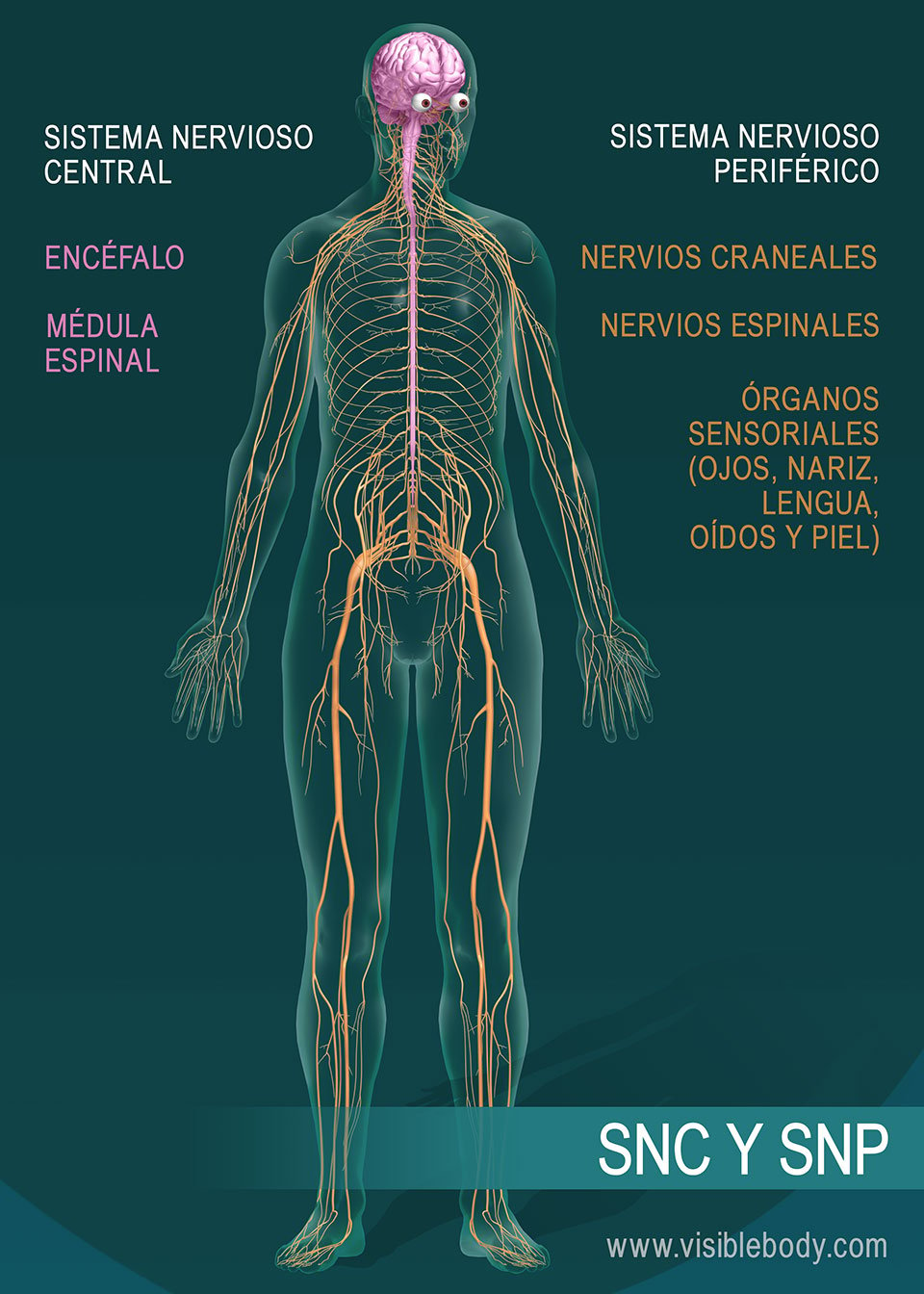 El encéfalo y la médula espinal forman el sistema nervioso central (SNC). Los nervios craneales, los nervios espinales y los órganos sensoriales forman el sistema nervioso periférico (SNP).