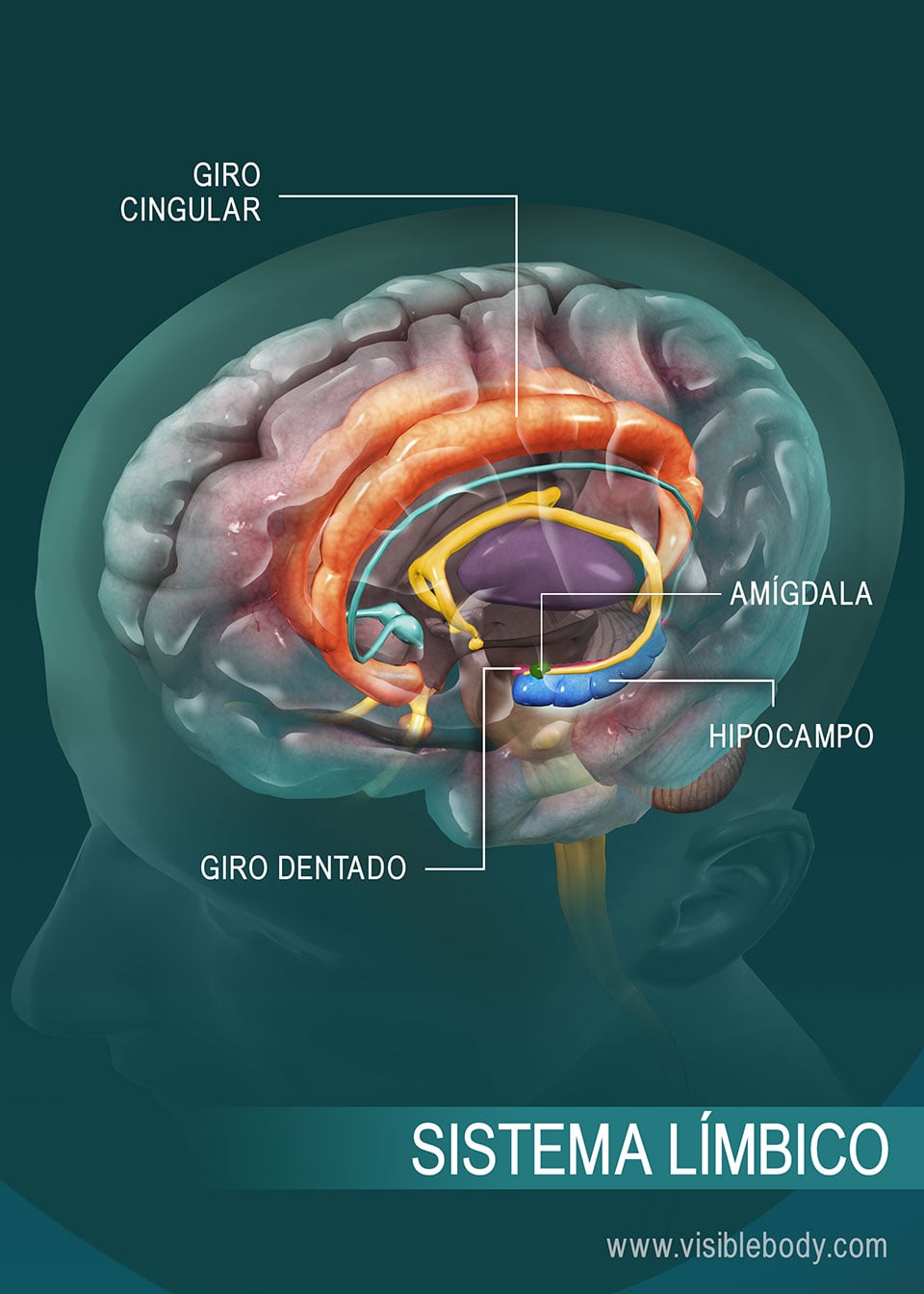 Reseña general sobre el sistema nervioso