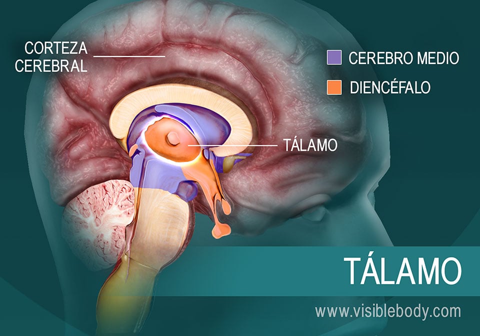 El tálamo y su ubicación en el encéfalo