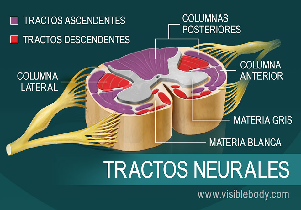 Diafragma de tractos neurales en la médula espinal