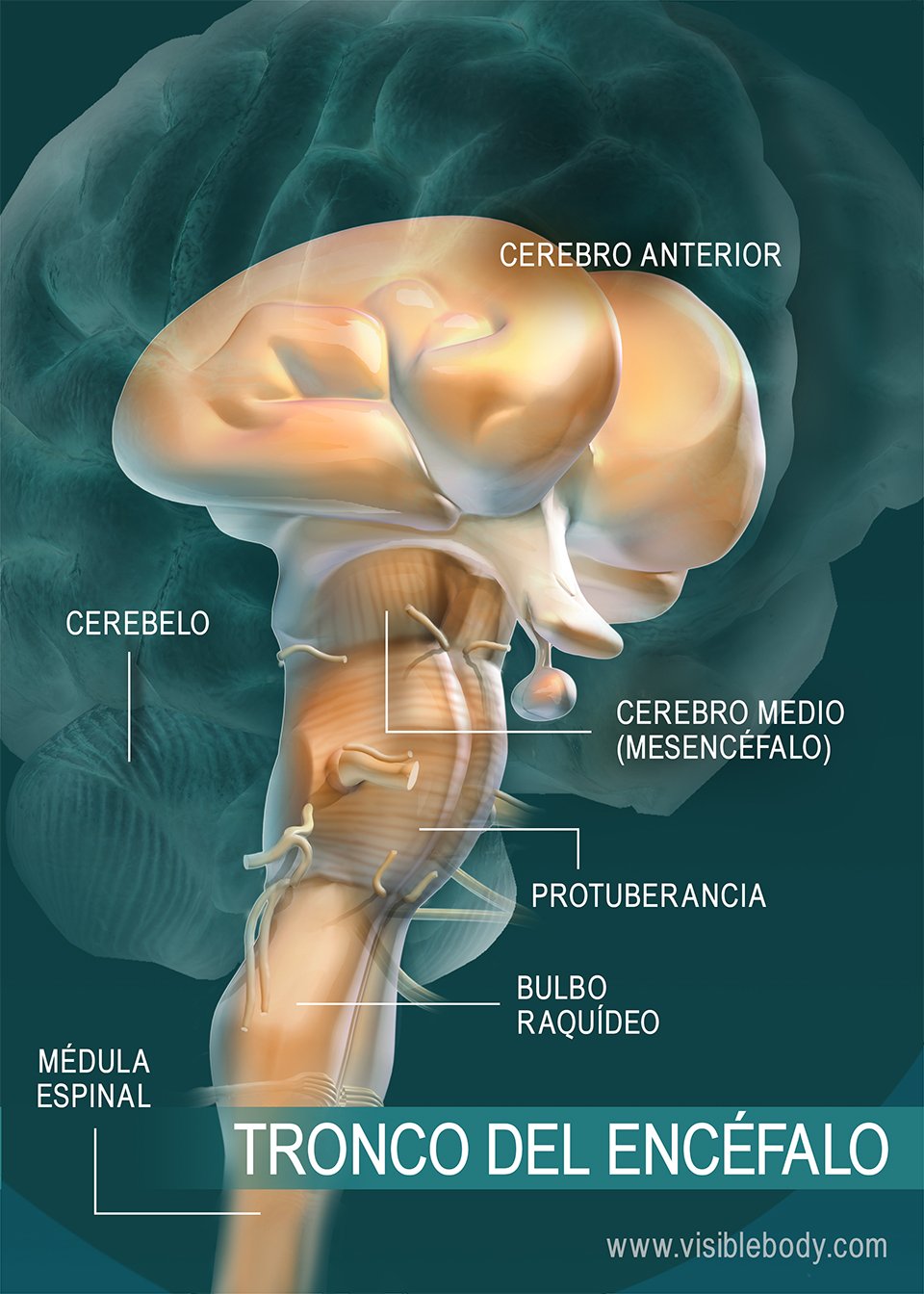 Diagrama de las partes del tronco del encéfalo