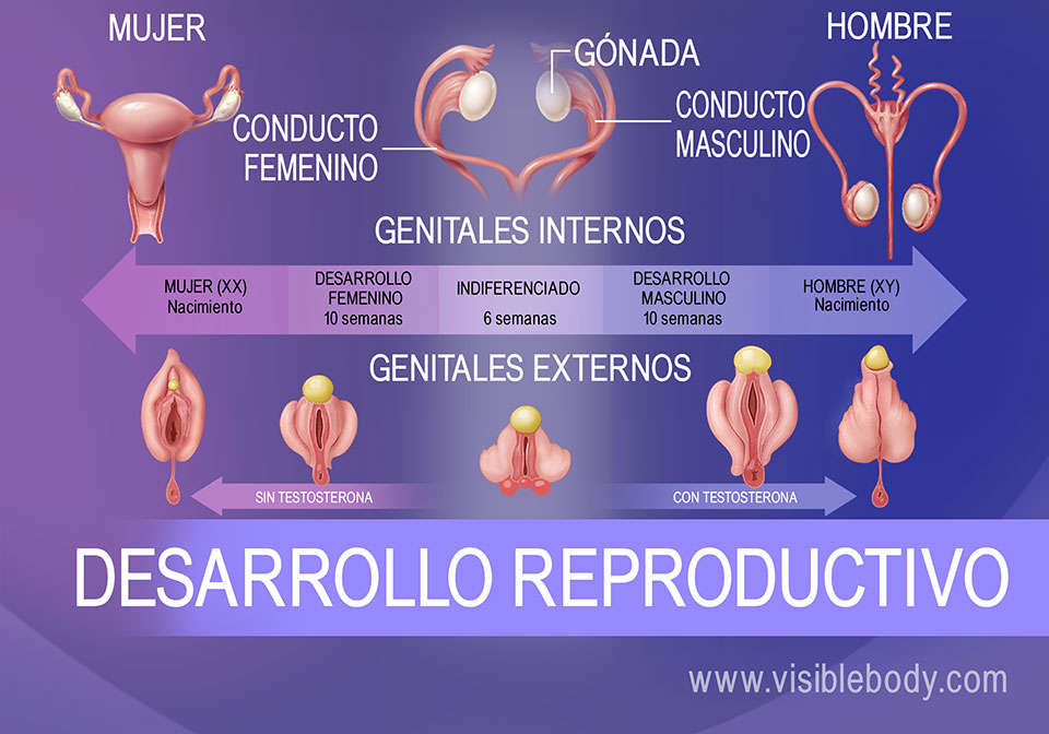 Diferenciación genital del feto