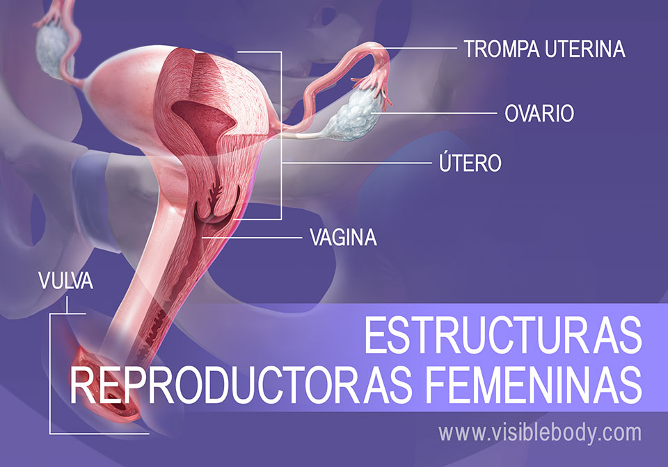 Visión general de las estructuras reproductoras femeninas