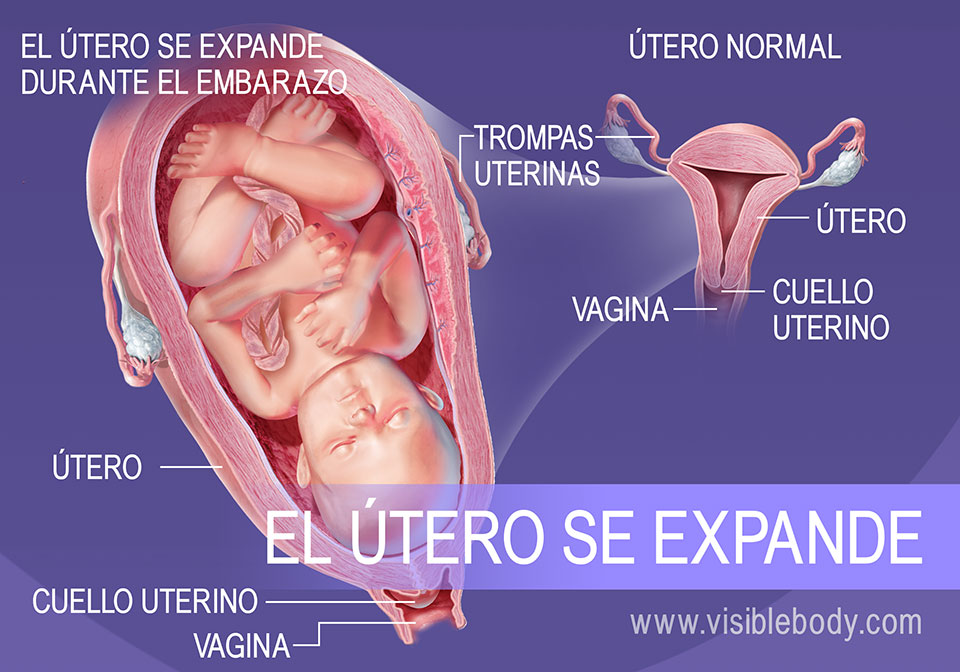 Cambio en el tamaño del útero durante el embarazo 