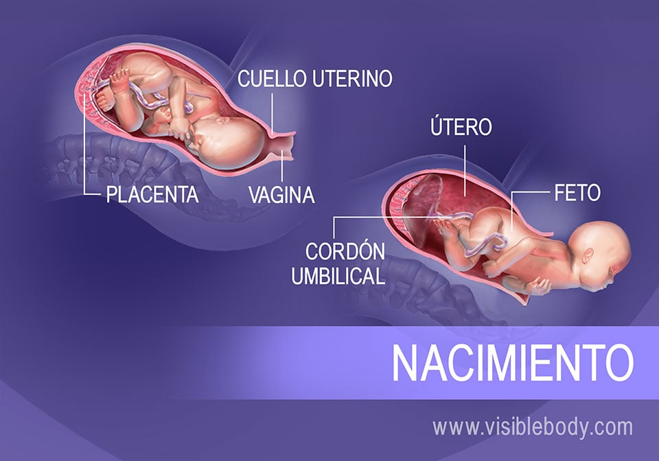 Proceso del nacimiento y órganos circundantes durante el trabajo de parto