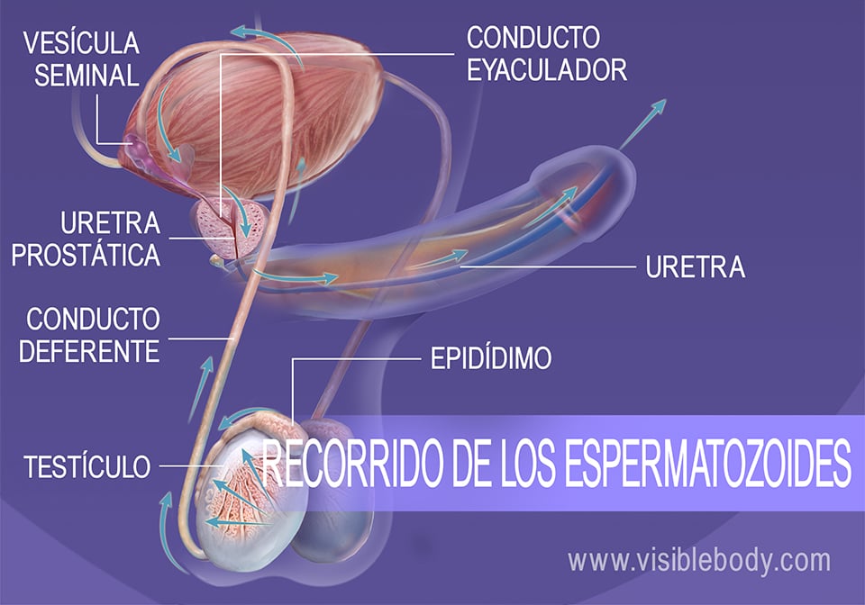 Recorrido de los espermatozoides desde los testículos hasta la uretra