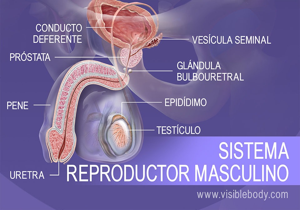 Estructuras del sistema reproductor masculino