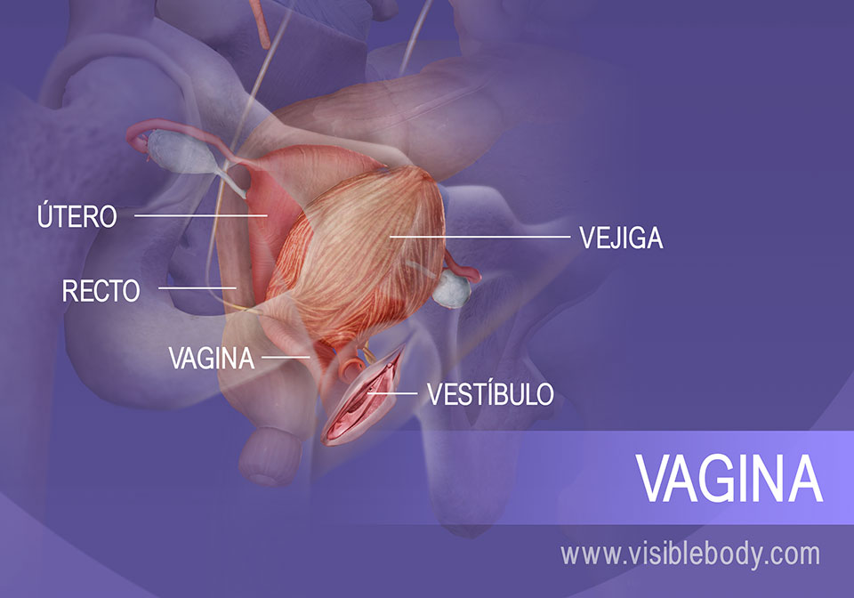 Sección interna del sistema reproductor femenino y la vejiga urinaria