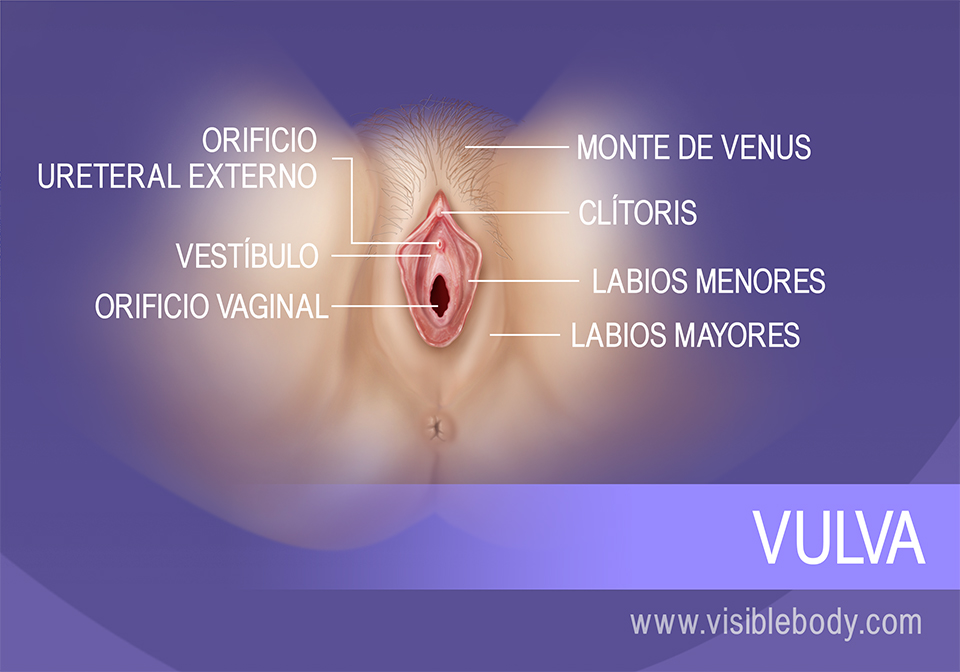 Componentes externos de la vulva