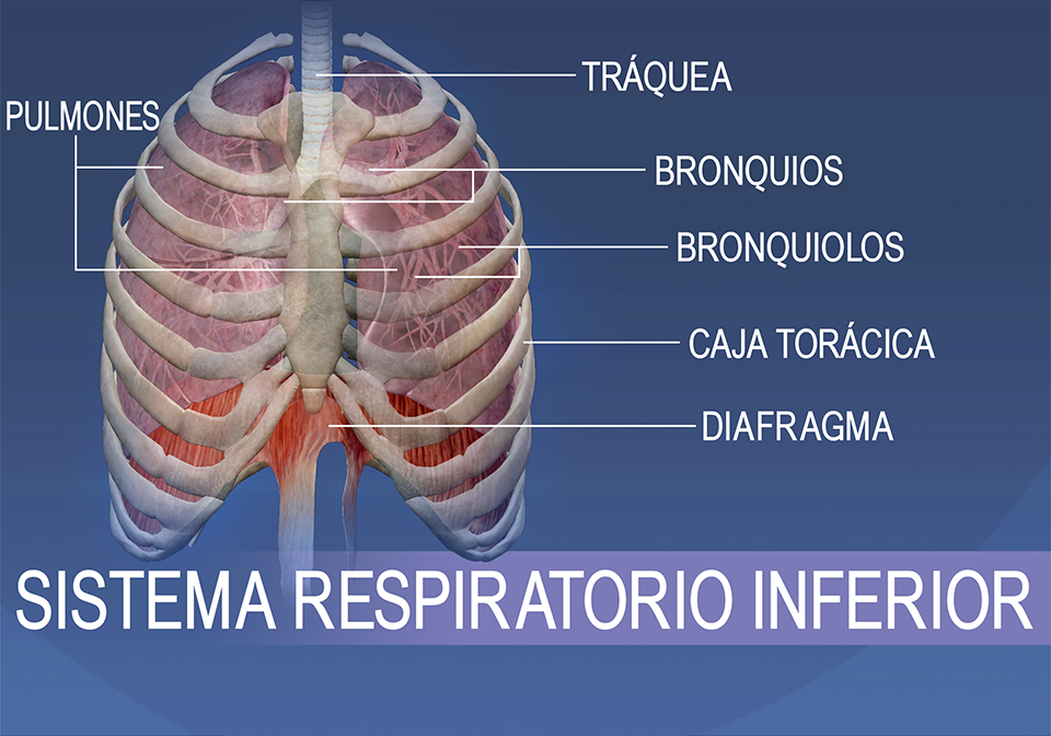 Las estructuras del sistema respiratorio inferior consisten en la tráquea, los bronquios, los bronquiolos, la caja torácica, los pulmones y el diafragma