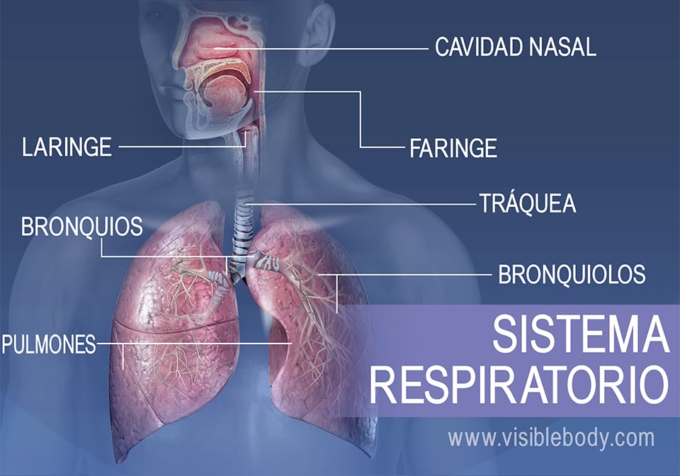 Las principales estructuras del sistema respiratorio incluyen la cavidad nasal, la faringe, la laringe, la tráquea, los bronquios, los pulmones y los bronquiolos