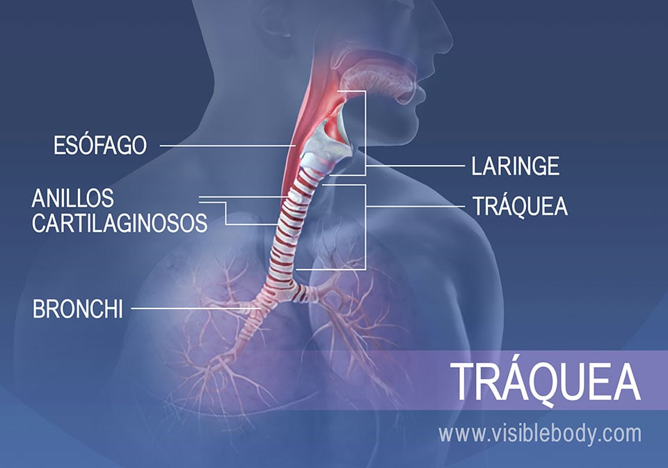 Las estructuras en la región traqueal incluyen el esófago, la laringe, los anillos cartilaginosos y los bronquios